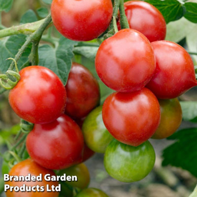 Thompson & Morgan Tomato Red Alert 1 Seed Packet (25 Seeds) from B&Q