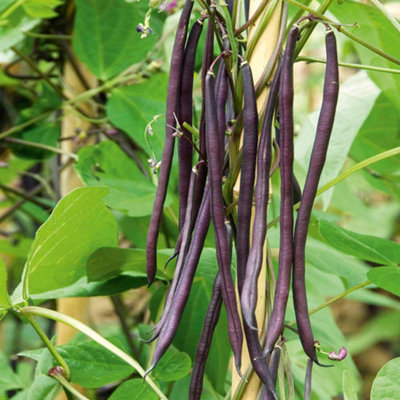 Thompson & Morgan Climbing French Bean Mixed Colour 1 Seed Packet from B&Q