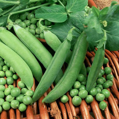 Thompson & Morgan - Pea Alderman Heritage Seed Packet - 200 Seeds - Image 4