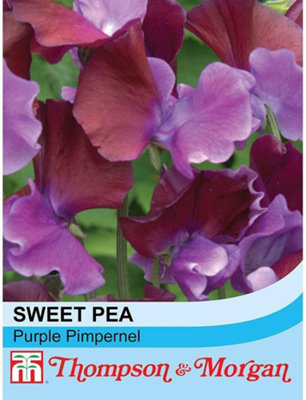 B&Q -  Sweet Pea Purple Pimpernel 1 Packet (20 Seeds)