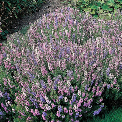 B&Q -  Herb Hyssop Tricolour1 Seed Packet (150 Seeds)