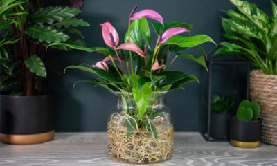 Thompson & Morgan Anthurium Aqua In Sierglass 'mauve Zizou'1 Plant from B&Q
