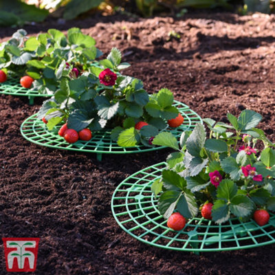 Thompson & Morgan Strawberry Support Frame Durable Weatherproof Plastic Support For Fruit Garden Plants (X1) from B&Q