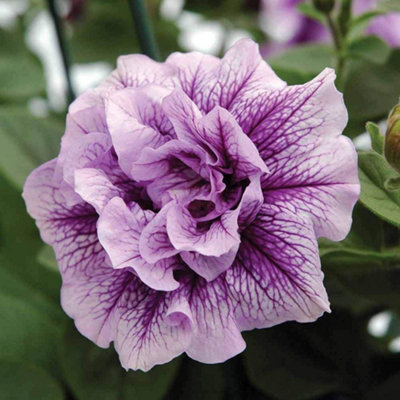 Thompson & Morgan Petunia Tumbelina (Frills+Spills) Priscilla 5 Postiplug Plants from B&Q