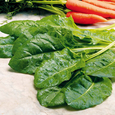 Thompson & Morgan Spinach Perpetual (Spinach Beet) 1 Seed Packet from B&Q