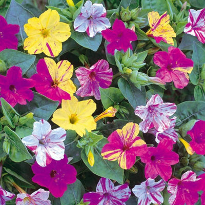 Thompson & Morgan Mirabilis Jalapa Broken Colours 1 Seed Packet from B&Q