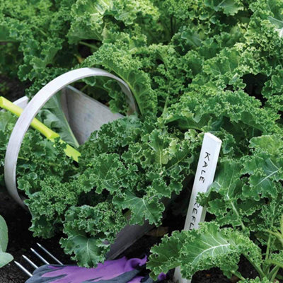 Thompson & Morgan Kale Reflex F1 Hybrid 1 Seed Packet from B&Q