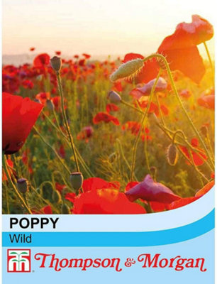 Thompson & Morgan Wildflower Corn Poppy Flanders 1 Seed Packet (2000 Seeds) from B&Q