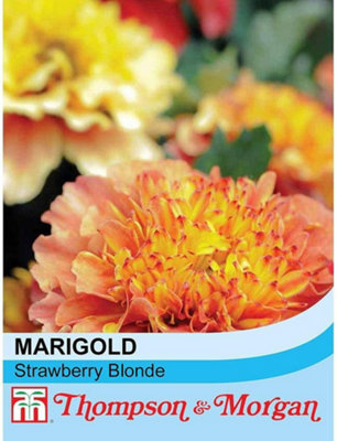 Thompson & Morgan Marigold (French) Strawberry Blonde 1 Seed Packet (20 Seeds) from B&Q