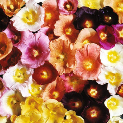 Thompson & Morgan Hollyhock Antwerp Mixed 1 Seed Packet from B&Q