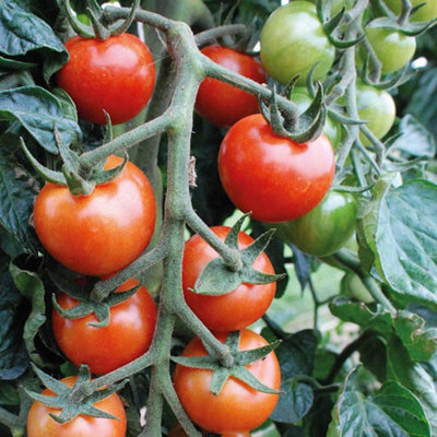 B&Q -  Tomato Primabella 1 Seed Packet