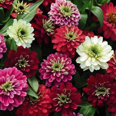 Thompson & Morgan Zinnia Marylandica Zahara Double Berries Mix 1 Packet (20 Seeds) from B&Q