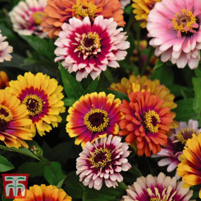 Thompson & Morgan Zinnia Elegans Funfair Mix 1 Packet (150 Seeds) from B&Q