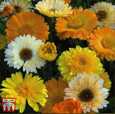 Thompson & Morgan Calendula Offinicialis Summer Sunset 1 Seed Packet (175 Seeds) from B&Q