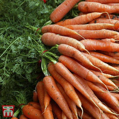 Thompson & Morgan Carrot Norfolk 1 Seed Packet (300 Seeds) from B&Q