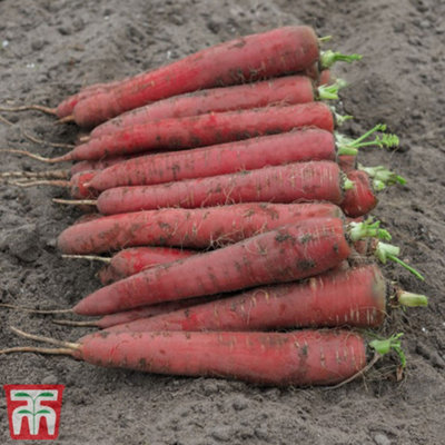 Thompson & Morgan - Carrot Redsun Seeds - 200 Seeds - Image 3