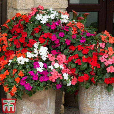 Thompson & Morgan Impatiens (Busy Lizzie) Beacon Mixed 1 Seed Packet (25 Seeds) from B&Q