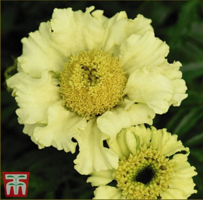 Thompson & Morgan Marigold Daisy Wheel Lemon 1 Seed Packet (100 Seeds) Dark/Green/Light