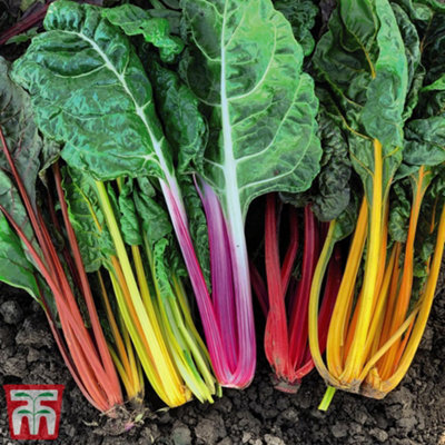 Thompson & Morgan Swiss Chard Celebration 1 Seed Packet (200 Seeds) from B&Q