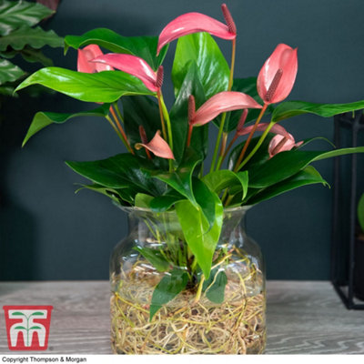 Thompson & Morgan Anthurium Aqua Pink In Sierglass 12Cm Pot X 1 from B&Q