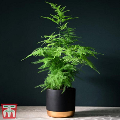 Thompson & Morgan Asparagus Fern Plumosus Houseplant X 1 (13Cm Pot) from B&Q
