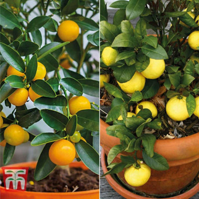Thompson & Morgan Citrus Fruit Collection - Lemon & - 2 Potted Plants Orange