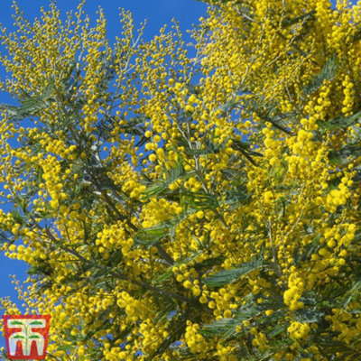 Thompson & Morgan Acacia (Mimosa) Dealbata 9Cm Potted Plant X 2Evergreen ShrubSpring Colour from B&Q