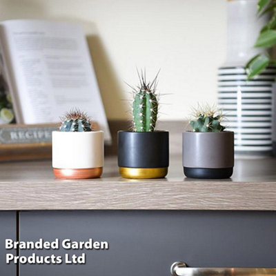 Thompson & Morgan Houseplant Nurserymans Choice House Plant Mix 5.5Cm Potted Plant X 1 from B&Q