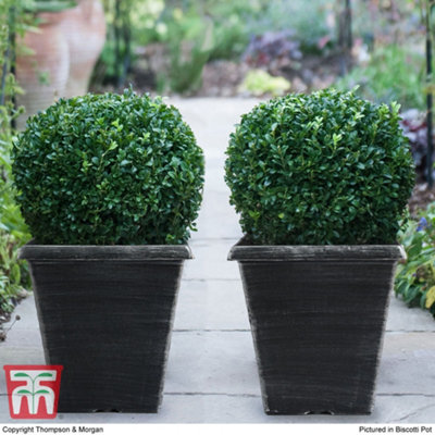 Thompson & Morgan Buxus Sempervirens Ball Topiary Plant - 23cm Pot with Biscotti Pot - Ready-Clipped Green Shrub for Gardens and Patios - Image 4
