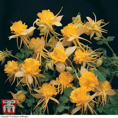 Thompson & Morgan Aquilegia X Caerulea Sunshine 1 Seed Packet from B&Q