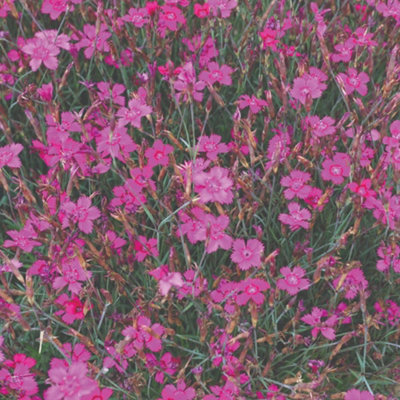 Thompson & Morgan Dianthus Pink Gem SeedsHardy Perennial Free-Flowering Pink Blooms For Borders & Containers from B&Q