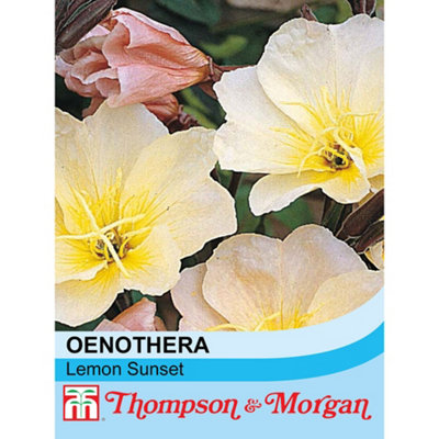 Thompson & Morgan Evening Primrose Oenothera Longifolia Lemon Sunset 1 Seed Packet from B&Q