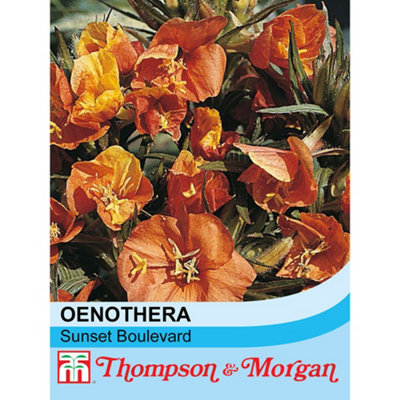 Thompson & Morgan Evening Primrose Sunset Boulevard 1 Seed Packet from B&Q
