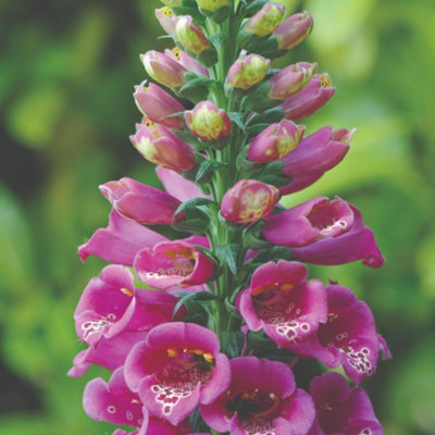 Thompson & Morgan Foxglove Purple Carousel SeedsDeep Purple-Pink Flowers Bee Friendly Hardy Biennial 100 Seeds from B&Q