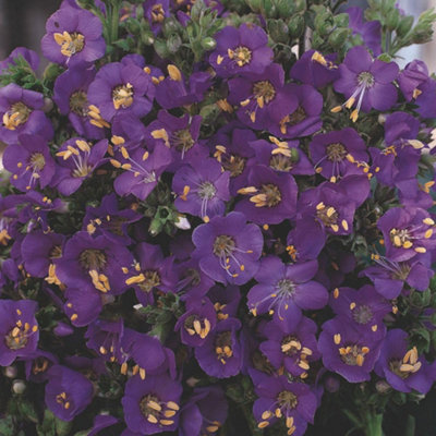 Thompson & Morgan Polemonium Boreale Heavenly Habit Perennial Plant SeedsStunning Blue Flowers For Gardens Borders Containers from B&Q