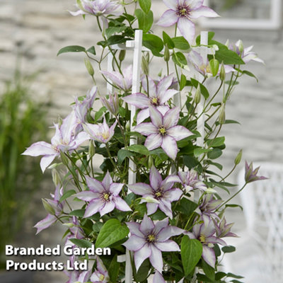 Thompson & Morgan Mauve/White/Green Clematis Samaritan Jo Potted Plant X 1 15Cm