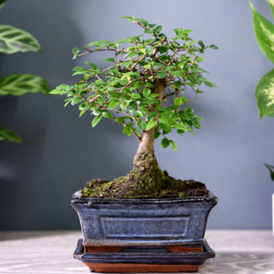 Thompson & Morgan Bonsai Zelkova In Ceramic With Saucer 12Cmx 1 Light