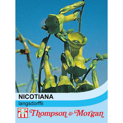 Thompson & Morgan Nicotiana Langsdorffii 1 Seed Packet (500 Seeds) from B&Q