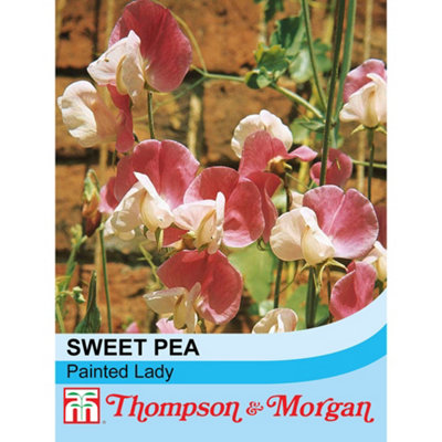B&Q -  Sweet Pea Painted Lady 1 Packet (20 Seeds)
