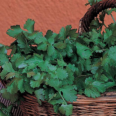 Thompson & Morgan Organic Herb Coriander Leaf 1 Seed Packet 125 Seeds from B&Q