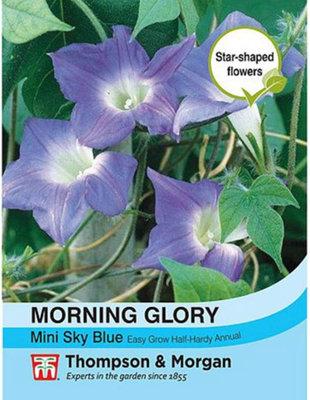 B&Q -  Ipomoea Hirsuta Morning Glory Mini Sky Blue 1 Seed Packet (30 Seeds)