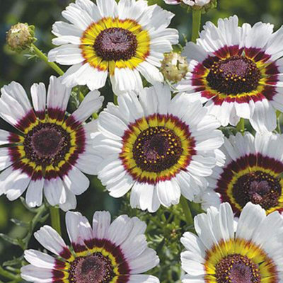 Thompson & Morgan Chrysanthemum Carinatum Cockade 1 Seed Packet from B&Q
