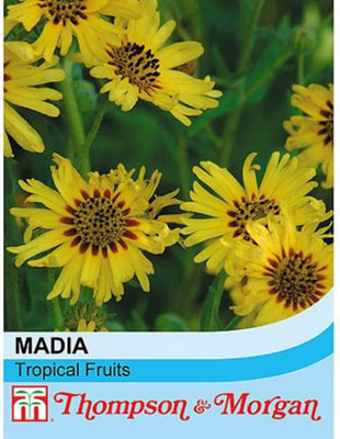 B&Q -  Madia Elegans Tropical Fruits 1 Seed Packet (200 Seeds)