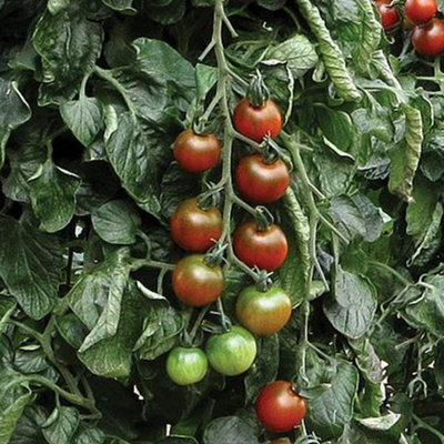 Thompson & Morgan Tomato Ruby Falls 1 Seed Packet from B&Q