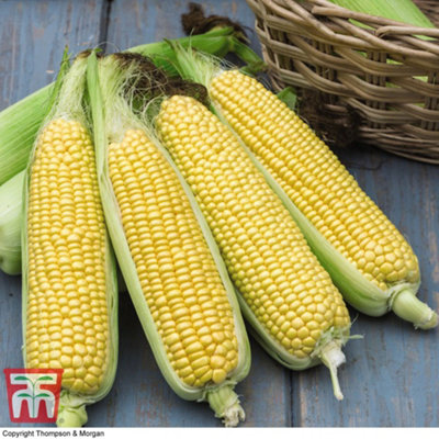 Thompson & Morgan Sweetcorn Tyson Seed Packet (35 Seeds) Size 1