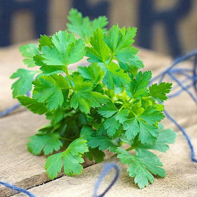 Thompson & Morgan Organic Herb Parsley Flat Leaved 1 Seed Packet from B&Q