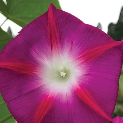 B&Q -  Ipomoea Party Dress 1 Packet (30 Seeds)