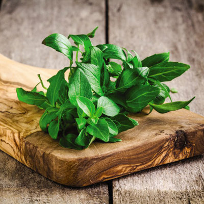 Thompson & Morgan Organic Herb Basil Classico 1 Seed Packet (250 Seeds) from B&Q