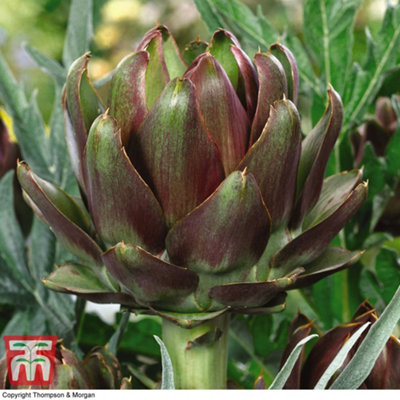 Thompson & Morgan Artichoke Italian 1 Seed Packet (25 Seeds) Purple