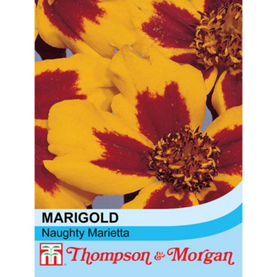 Thompson & Morgan Marigold Naughty Marietta 1 Packet (150 Seeds) from B&Q